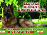 4 chiots Berger Allemand LOF disponibles
