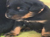 Chiots Beauceron LOF à vendre