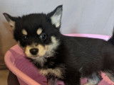 Chiots Pomsky 4 femelles et 4 mâles absolument craquants, à vendre