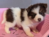 Chiots Pomsky 4 femelles et 4 mâles absolument craquants, à vendre