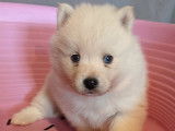 Chiots Pomsky 4 femelles et 4 mâles absolument craquants, à vendre