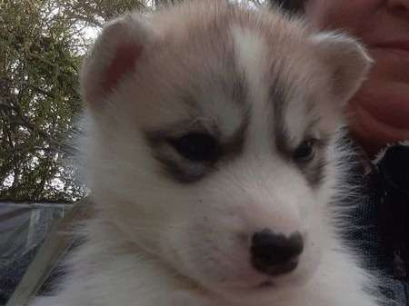 Adorable Husky Sibérien disponible à la vente : 3 femelles et 5 mâles