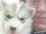 Adorable Husky Sibérien disponible à la vente : 3 femelles et 5 mâles