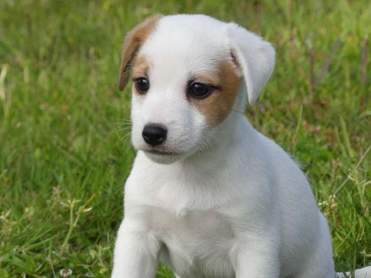 Splendides Chiots Jack Russel Lof Disponibles A La Vente 3 Femelles Et 2 Males Petite Annonce Chien