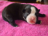 Chiots American Bully pocket voire petit pocket ABKC disponible