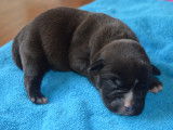 Chiots American Bully pocket voire petit pocket ABKC disponible