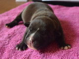 Chiots American Bully pocket voire petit pocket ABKC disponible