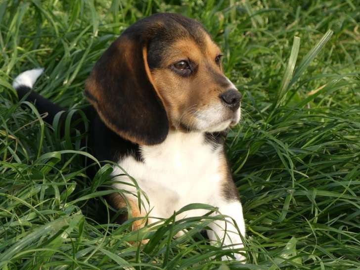 Adorable Beagle mâle, LOF, disponible à la vente