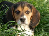 Adorable Beagle mâle, LOF, disponible à la vente