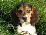Adorable Beagle mâle, LOF, disponible à la vente
