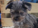 Craquante chiot femelle type Yorkshire disponible à la vente