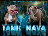 Splendide chiot American Bully pocket