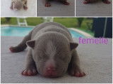 Splendide chiot American Bully pocket