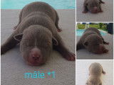 Splendide chiot American Bully pocket