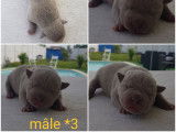 Splendide chiot American Bully pocket