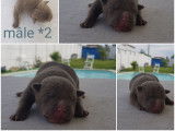 Splendide chiot American Bully pocket