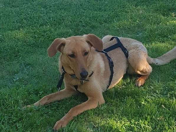 A adopter une femelle de type berger âgé d'un an
