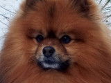Ma bouille de fripouille