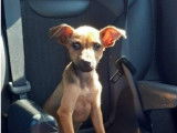 Chiot croisé Pinscher Nain femelle noir et fauve à placer