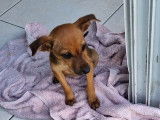 Chiot croisé Pinscher Nain femelle noir et fauve à placer