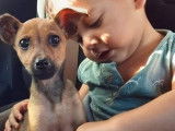 Chiot croisé Pinscher Nain femelle noir et fauve à placer