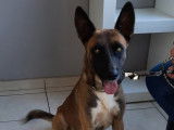 Django crois&eacute; Malinois n&eacute; en 2019 disponible &agrave; l'adoption