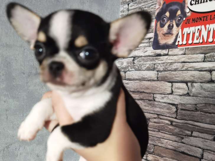 Magnifiques chiots Chihuahuas LOF à vendre