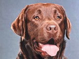 Propose Labrador Chocolat LOF pour saillie