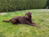 Propose Labrador Chocolat LOF pour saillie