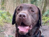Propose Labrador Chocolat LOF pour saillie