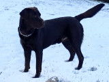 Propose Labrador Chocolat LOF pour saillie