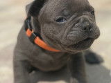 Chiots de type Bouledogue Fran&ccedil;ais &agrave; vendre (3 femelles & 4 m&acirc;les)
