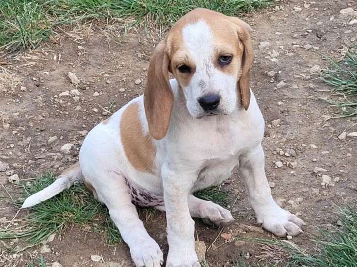 Olga croisée Beagle de 2 mois disponible à l'adoption