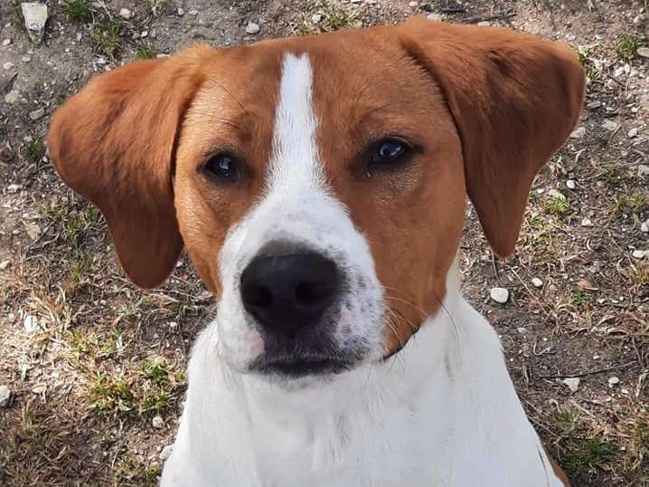 Croisé Beagle de 10 mois à l'adoption