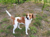 Croisé Beagle de 10 mois à l'adoption