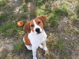 Croisé Beagle de 10 mois à l'adoption