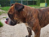 Croisé Bouledogue tricolore disponible à l'adoption
