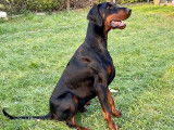 Adorable Dobermann à vendre