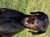 Adorable Dobermann à vendre
