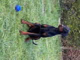 Adorable Dobermann à vendre