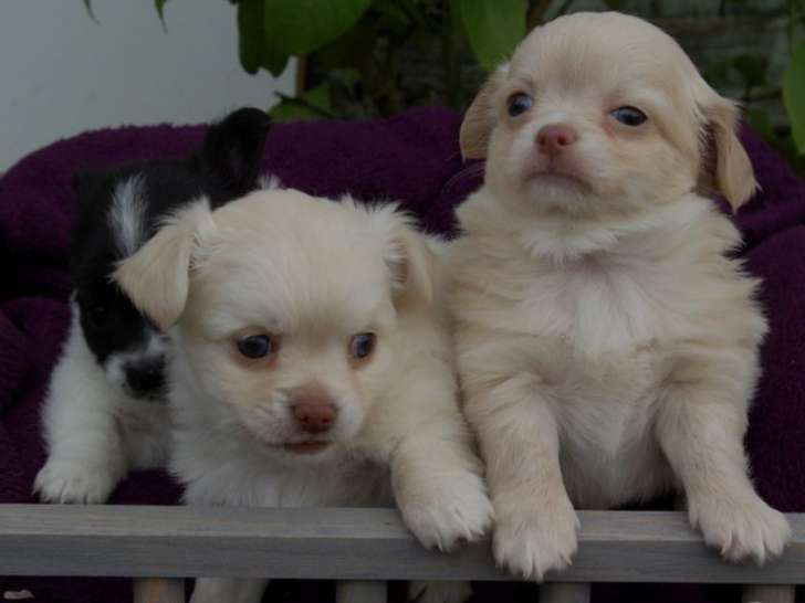 À vendre adorables chiots Chihuahua à Poil long LOF : 1 femelle et 3 mâles