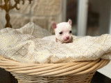 Craquant chiot femelle Chihuahua à vendre