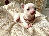 Craquant chiot femelle Chihuahua à vendre