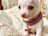 Craquant chiot femelle Chihuahua à vendre