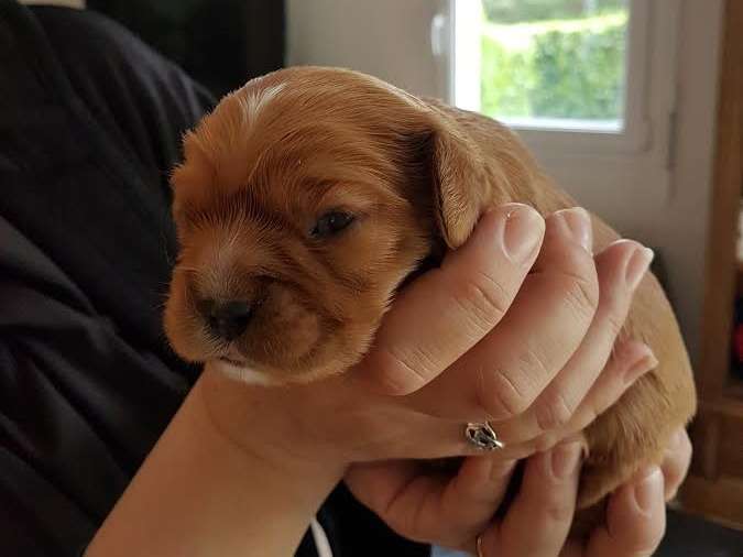 Chiot type Cavalier King Charles ruby à vendre