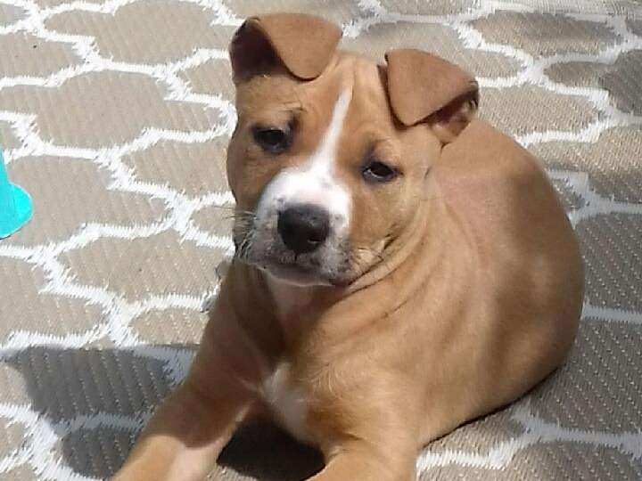 Chiot American Staffordshire Terrier