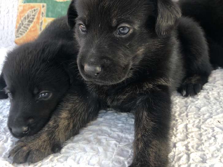 Croisé Labrador Berger Allemand (German Sheprador) à vendre