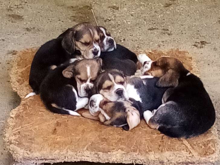 Chiots Beagles à vendre (5 Femelles & 7 Mâles)