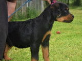 A vendre : 1 m&acirc;le et 1 femelle Rottweiler LOF &acirc;g&eacute;s de 5 mois