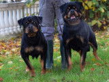 A vendre : 1 m&acirc;le et 1 femelle Rottweiler LOF &acirc;g&eacute;s de 5 mois